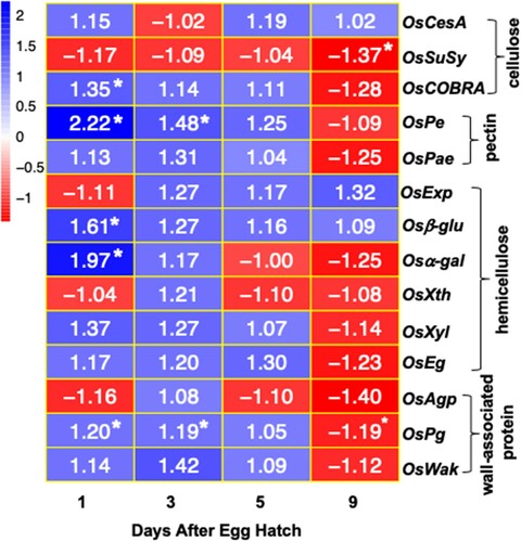 Figure 5 Expression of cell wall-associated proteins in Kitaake rice seedlings in response to Hessian fly larval feeding. Heatmap depicting the ratio of transcript levels quantified by qRT-PCR in Hessian fly-infested and uninfested Kitaake rice seedlings at 1, 3, 5, and 9 DAH time points. Blue and red represent up-regulated and down-regulated genes, respectively. Values shown within each cell is the mean fold change of infested compared to uninfested control plants for three biological replicates. Asterix (*) within a cell indicates statistically significant difference (p < .05). OsCesA (cellulose synthase), OsSuSy (sucrose synthase), OsCOBRA (glycosyl-phosphatidyl inositol-anchored protein), OsPe (pectin esterase), OsPae (pectin acetyl esterase), OsExp (expansin), Osβ-glu (beta-glucosidase), Osα-gal (alpha-galactosidase), OsXth (xyloglucan endotransglucosylase/hydrolase), OsXyl (xylanase), OsEg (endoglucanase), OsAgp (arabinogalactan protein), OsPg (polygalactouronase), and OsWak (wall-associated kinase).