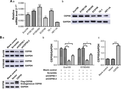 Figure 2 Cell selection and lentivirus transfection in ESCC cells.