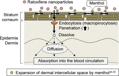 Figure 8 Mechanism for transdermal penetration via macropinocytosis by the combination of raloxifene nanoparticles and menthol.
