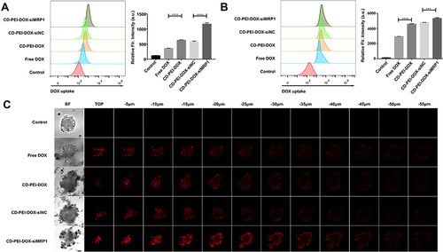 Figure 5 Uptake of drugs in A549 and A549/ADM cells were determined using flow cytometry.