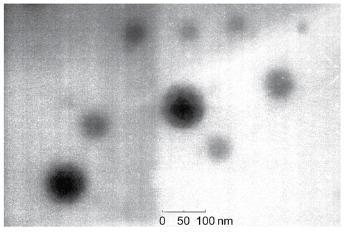 Figure 1.  GA loaded micelle in water (×59,000) visualized by TEM.
