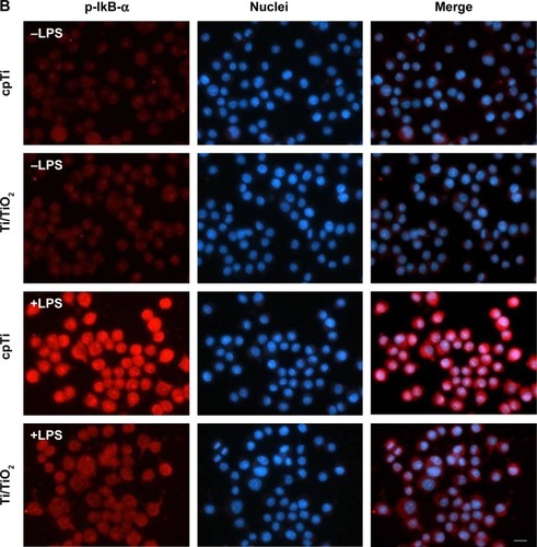 Figure 2 Effects of Ti/TiO2 nanotubular vs flat surface on IKKβ and IkB-α phosphorylation.Notes: (A) RAW 264.7 cells were allowed to adhere on the substrates for 24 hours prior to stimulation with 1 µg·mL−1 LPS for specified times. The concentration of phospho-IKKβ in cell lysates was analyzed by the ELISA technique. The data are expressed as mean ± SD. **P<0.01; ***P<0.001. (B) Fluorescent immunodetection of p-IkB-α in untreated and LPS (1 µg·mL−1, for 10 minutes) stimulated macrophages using specific anti-p-IkB-α antibody (red). Nuclei were stained with DAPI (blue). Scale bar represents 20 µm.Abbreviations: cpTi, commercial pure titanium; DAPI, 4′,6-diamidino-2-phenylindole; ELISA, enzyme-linked immunosorbent assay; LPS, lipopolysaccharide; OD, optical density; SD, standard deviation; vs, versus.