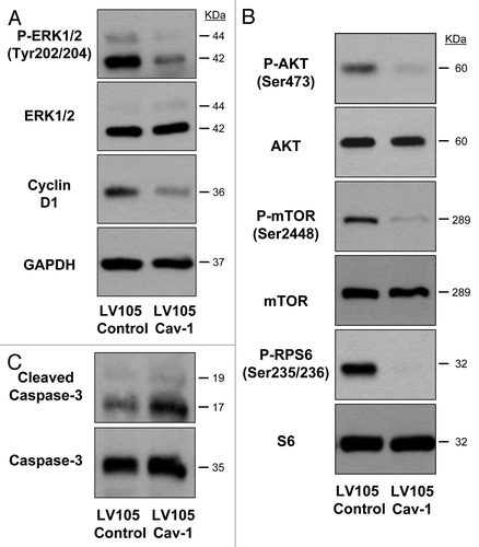 Figure 2. Cav-1 mediates major proliferative and cell survival pathways. Western immunoblot analysis of LV105 control and LV105 Cav-1 U-87MG cells showing cyclin D1 and cleaved caspase-3 expression as well as phosphorylation status of ERK1/2, AKT, mTOR and RPS6 pathways, with respective total protein levels for loading controls. Total caspase-3 and GAPDH serve as loading controls for cleaved caspase-3 and cyclin D1, respectively.