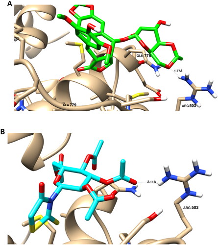 Figure 6. Binding disposition and ligand-receptor interactions of the co-crystallised ligand Etoposide (A); (Green-colored) and the docked compound 6 (B) (Cyan-colored) inside the topoisomeasre II (PDB = 3QX3) with the highlighted key amino acids.