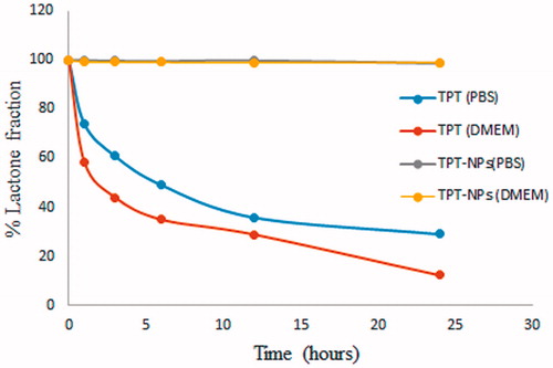 Figure 5. Stability of lactone form of TPT either in native or encapsulated form in phosphate buffer saline pH 7.4 (PBS) and Dulbecco’s modified Eagle’s medium (DMEM) (pH 7.4).