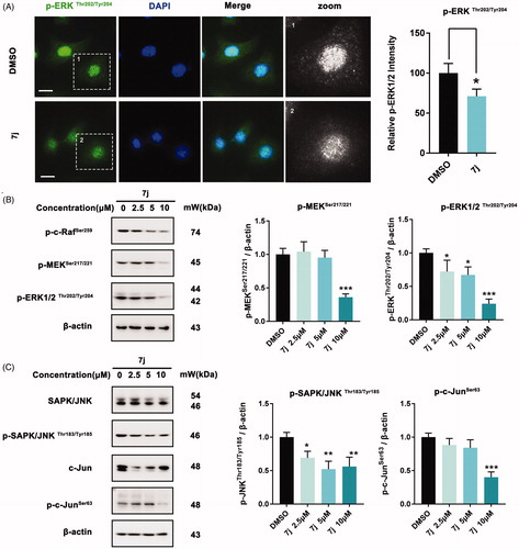 Figure 7. 7j inhibits MAPK-ERK and MAPK-JNK activation. (A) Representative immunofluorescence images of p-ERK1/2 in MDA-MB-231 cells treated with DMSO (control) or 5 µM of 7j for 48 h. The nuclei was labelled with DAPI (blue). Relative p-ERK1/2 intensity was quantified by Image J software, *p < .05. Scale bar = 20 μm. (B) Western blot analysis of p-c-Raf Ser259, p-MEK1/2Ser217/221, and p-ERK1/2Thr202/Tyr204 in MDA-MB-231 cells treated with 2.5, 5, 10 µM of 7j for 48 h. Relative p-MEK1/2Ser217/221, and p-ERK1/2Thr202/Tyr204 expression levels were quantified by normalisation to β-actin. *p < .05, and ***p < .001, compared to DMSO treated Control. (C) Western blot analysis of JNK, p-JNK, c-Jun and p-c-Jun in MDA-MB-231 cells treated with 2.5, 5, 10 µM of 7j for 48 h. Relative p-JNK, and p-c-Jun expression levels were quantified by normalisation to β-actin. *p < .05, **p < .01 and ***p < .001, compared to DMSO treated Control.