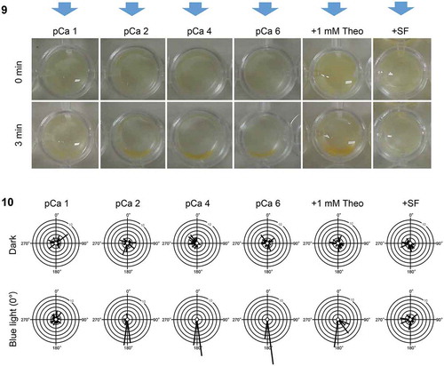 Fig 9–10. Phototaxis of sperm in Hormosira banksii under several conditions of observation medium. Fig. 9. Blue light (blue arrows) was provided to sperm in dish plates. Dish phototaxis assays showing the appearance before and 3 min after unidirectional blue light provision. Brown colour in the photos represents sperm. Fig. 10. Histograms showing the number of the cells moving in a particular direction relative to the blue light direction (θ°) (12 bins of 30°, n = 28 cells per each condition). Data in pCa 1, pCa 2 (control), pCa 4, pCa 6, 1 mM theophylline and + SF are shown without or with blue light