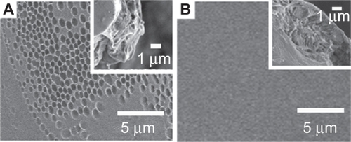 Figure 2 SEM images of IBU-loaded PLGA films, WTHF/WPLGA/WIBU = 85/11.25/3.75 (A) and WTHF/WPLGA/WIBU = 85/10/5 (B).Abbreviations: IBU, ibuprofen; PLGA, poly(lactic-co-glycolic acid); SEM, scanning electron microscopy.