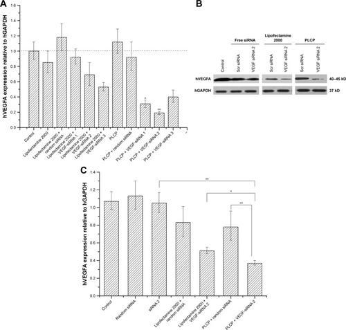 Figure 2 Gene silencing efficiency of VEGF-siRNA in MCF-7 cells.Notes: (A) Relative expression levels of VEGF mRNA in MCF-7 cells determined by RT-qPCR after 24 h transfection. *P<0.05 (PLCP/VEGF-siRNA 1 vs Lipofectamine 2000/VEGF-siRNA 3) and **P<0.01 (PLCP/VEGF-siRNA 2 vs Lipofectamine 2000/VEGF-siRNA 3). (B) VEGF protein expression relative to hGAPDH in MCF-7 cells determined by Western blot after 48 h transfection. (C) Semiquantitative gray scale results of Western blot. *P<0.05 and **P<0.01. 1 μg siRNA/well.Abbreviations: hGAPDH, human glyceraldehyde-3-phosphate dehydrogenase; PLCP, polycation liposome-encapsulated calcium phosphate nanoparticles; RT-qPCR, real-time quantitative polymerase chain reaction; siRNA, small interfering RNA; Scr, scramble.