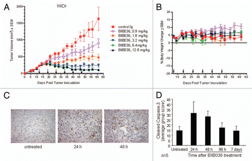 Figure 8 BIIB036 inhibits tumor growth and induces apoptosis in WiDr colon tumor xenograft model. (A) Efficacy of BIIB036 treatment in WiDr colon carcinoma xenograft model is shown. Tumor volume as a function of time in WiDr xenograft model is plotted. Nude mice implanted with WiDr tumor cells were treated with varying doses of BIIB036 (12.8, 6.4, 3.2, 1.8 or 0.9 mg/kg) or human Ig control (12.8 mg/kg) on a weekly basis for 6 weeks starting when the tumors were approximately 250 mm3. Data are mean ± SEM of 10 mice per group. Dose-responsive anti-tumor activity is observed, with significant efficacy evident at all doses relative to control group (p value < 0.001 on day 61 for dose groups 3.2 mg/kg and higher). (B) Percent change in body weight of each group of mice from the WiDr xenograft experiment in (A) is plotted as a function of time. No reduction in body weight was observed in any of the treatment groups. (C) WiDr tumors harvested from mice treated with mBIIB036 (6.4 mg/kg) were sectioned and stained for cleaved caspase-3. Increased cleaved caspase-3 staining is observed at 24 and 48 h post-BIIB036 treatment. (D) Graphical presentation of cleaved caspase-3 staining in WiDr tumors from mice at 1–7 days following treatment with mBIIB036 (6.4 mg/kg). The percent of nuclei staining positive for cleaved caspase-3 is plotted. Average values with standard deviation for n = 5 mice per group are shown.