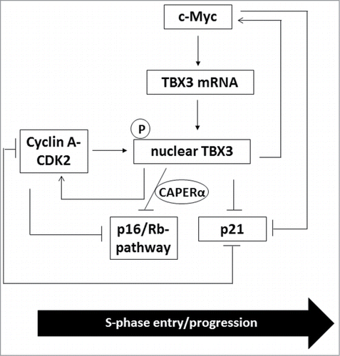 Figure 8. A proposed model for regulation and the role of TBX3 during S-phase. During S-phase, TBX3 is transcriptionally activated by c-Myc which results in an increase in nuclear TBX3 protein levels which are stabilized through phosphorylation by cyclin A-CDK2. This results in an additional mechanism through which p21 is repressed by c-Myc and cyclin A-CDK2 and prevents p21 mediated inhibition of cyclin A-CDK2. c-Myc and CDK2 levels are also positively regulated by TBX3 through a feedback loop. Finally, cyclin A-CDK2 and TBX3/CAPERα pathways converge to negatively regulate the Rb pathway, thus leading to the release of E2F to activate S-phase target genes and ultimately S-phase progression.