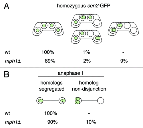 Figure 1. Mph1 is required for the proper segregation of recombined homologous chromosomes during meiosis I. (A) The meiotic segregation of chromosome II was scored in a wild-type h90 cen2-GFP strain (JG12618) and an h90 cen2-GFP strain carrying the knockout allele of mph1 (mph1Δ) (JG15607). Cells were stained with Hoechst and examined under the fluorescence microscope. Chromosome segregation was scored in at least 100 asci. (B) The strains described in (A) were fixed and immunostained for tubulin and GFP. DNA was visualized by Hoechst staining. A total of 100 anaphase I cells were examined under a fluorescence microscope, and the segregation of chromosome II, marked by cen2-GFP, was scored.