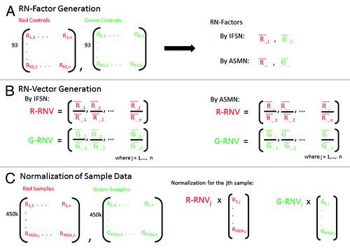 Figure 2. Reference normalization factor (RN-factor) based color channel normalization for the 450K methylation array. (A) The 450K chip includes n = 93 normalization control probes in both assay colors (red and green). The mean values of these sites are used to create RN-factors for normalizing both color channels over all samples (i.e., an experiment). The Illumina first sample normalization (IFSN) method uses the first sample’s mean red and green control probes as RN-factors (R¯.,1 and G¯.,1). The all sample mean normalization (ASMN) method instead uses the mean read and green control probes taken across all control sites and all samples in a given experiment (R¯.,.and G¯.,.) as RN-factors. (B) A set of sample-wise normalization values, taken as the ratio of the RN-factor to each sample’s mean control probe values, is then computed. This results in a vector of length n normalization values for each color channel (R-RNV and G-RNV). (C) Color channel normalization of sample data occurs by multiplying the each of the jth sample’s red and green signals by the jth normalization value from the corresponding RN-vector (where j = 1,2,…, n).