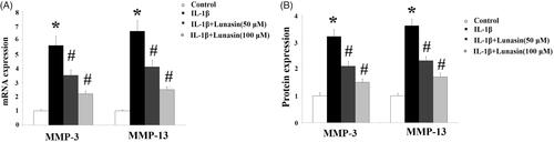 Figure 2. Lunasin ameliorated IL-1β-mediated induction of MMPs. Chondrocytes were stimulated with IL-1β or lunasin (50, 100 μM). (A) mRNA level of MMP-3, MMP-13. (B) Protein level of MMP-3, MMP-13 (*, #, p < .01).