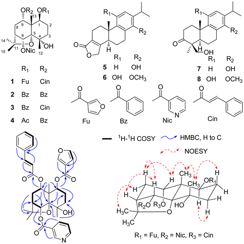 Fig. 1. Structures of compounds 1–8, and key 1H-1H COSY, HMBC, and NOESY correlations for compound 1.