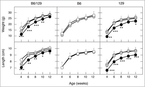 Figure 2. Phenotypic consequences of the genetic background on body size. Growth curves of male mice in mixed B6/129, B6 and 129 (F5). (Left) Body weight and body length of wild-type (n = 24 and 6, respectively), K-Ras+/V14I (n = 18 and 14, respectively) and K-RasV14I (n = 18 and 7, respectively) B6/129 male mice. (Middle) Body weight and body length of wild-type (n = 30) and K-Ras+/V14I (n = 25) B6 male mice. (Right) Body weight and body length of wild-type (n = 14), K-Ras+/V14I (n = 21) and K-RasV14I (n = 8) 129 male mice. Error bars indicate SD. *P < 0.05; **P < 0.01; ***P < 0.001. Note, the left panel was previously published,Citation19 included here for comparison.