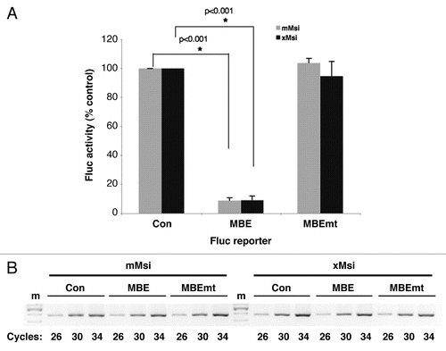 Figure 3 Xenopus Musashi1 represses target mRNA translation in mammalian cells. (A) Mammalian NIH3T3 cells were transiently co-transfected with plasmids encoding Renilla luciferase; a Firefly luciferase fused to either a control 3′ UTR (Con), a 3′ UTR containing a MBE or a 3′ UTR containing a mutant MBE (MBEmt); and either a GST tagged mammalian Musashi1 (mMsi) or GST tagged Xenopus Musashi1 (xMsi) protein. 24 hours after transfection, the cells were lysed and samples prepared for both protein and total RNA analyses. For each protein sample, luciferase activity was measured in triplicate with the Dual-Luciferase assay system and the values normalized as previously described in reference Citation20. Values are shown relative to the Firefly luciferase fused to the control 3′ UTR, arbitrarily set to 100%. Error bars represent SEM from three independent experiments. Repression of the Fluc-MBE reporter by mMsi and xMsi was significant (p < 0.001, Student's t-test). (B) The levels of Firefly luciferase reporter mRNA were determined using semi-quantitative PCR. Total RNA was prepared from the same samples used in (A) and Firefly reporter mRNA was PCR-amplified for different cycle numbers as indicated. The PCR products were visualized after separation through a 2% agarose gel. No significant differences in stability of the Fluc-Con, -MBE or -MBEmt constructs were detected in either mMsi (left) or xMsi (right) co-transfected cells. m, indicates DNA marker lane.