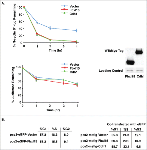 Figure 2. N-cyclin B1-luciferase degradation is accelerated in cells overexpressing Fbxl15 or Cdh1. A. Fbxl15 or Cdh1 overexpressing cells accelerate N-cyclin B1-luciferase turnover. Left Panel: HeLa cells were transfected with either N-cyclin B1-luciferase or luciferase alone along with vector, Fbxl15, or Cdh1. Transfected cells were then incubated for 48 hr after which time cycloheximide was added for the indicated times. Cells were then processed for luminescence signal after 0, 1, 2, or 4 hr. Right Panel: Representative Western blot demonstrating equal levels of Fbxl15 and Cdh1 in HeLa cell transfections. Loading control indicates non-specific band. B. Fbxl15 or Cdh1 overexpression does not cause global changes in cell cycle. HeLa cells were transfected with either eGFP-Fbxl15, eGFP, or Fbxl15, Cdh1, or vector cotransfected with eGFP and the number of eGFP+ cells in each cell cycle phase determined by PI-FACS analysis. All experiments were performed in triplicate.