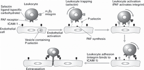 Figure 4. Schematic presentation of the stages of leukocyte recruitment (leukocyte rolling, arrest, firm adhesion and migration).