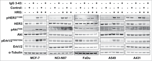 Figure 3. IgG 3–43 inhibits HRG-induced phosphorylation of HER3 and downstream targets. Indicated cell lines were serum-starved overnight and incubated for one hour with 100 nM IgG 3–43 or control IgG (rituximab) in the absence or presence of 50 ng/ml human heregulin-β1 (HRG). Subsequently, cells lysates were analyzed by western blotting.