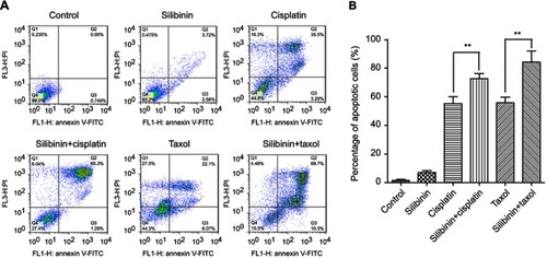 Figure S2 The combination of silibinin and cisplatin or silibinin and taxol promote A2780/DDP cells apoptosis for 72h.Notes: (A) Silibinin (50μM), cisplatin (115μM), taxol (50μM) and silibinin (50μM) plus cisplatin (115μM) and/or taxol (50μM) treatment induces apoptosis of A2780/DDP cells. Apoptotic cells were assayed by Annexin V/PI staining and FACS analysis. (B) Quantification of (A). The bar chart of all data represents mean B1 SD of three independent experiments, *p<0.05, **p<0.01 and ***p<0.001.