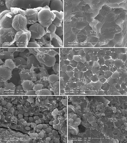 FIGURE 2 Morphology of starch granules in vitreous and floury endosperm of normal, waxy, and super-sweet maize kernels: (a) Floury endosperm, normal maize; (b) vitreous endosperm, normal maize; (c) floury endosperm, waxy maize; (d) vitreous endosperm, waxy maize; (e) floury endosperm, super-sweet maize; and (f) vitreous endosperm, super-sweet maize. SG: starch granule; PB: protein body.