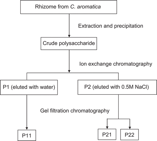 Figure 1.  Schematic diagram summarizing the main stages in the extraction and purification of polysaccharides from fresh C. aromatica rhizomes.