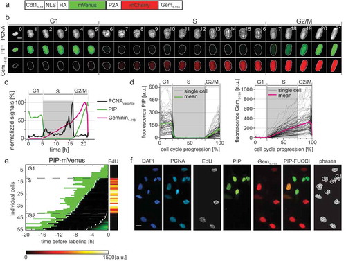 Figure 3. PIP-FUCCI is a precise cell cycle phase indicator. a) Schematic of the PIP-FUCCI dual reporter expression construct. Cdt11–17 = human Cdt1 amino acids 1-17 including the PIP degron, NLS = SV40 nuclear localization signal, HA = epitope tag, P2A = self-cleaving peptide, Gem1-110 = human Geminin amino acids 1-110 including both the D box and KEN motif. b) Selected images from wide field time-lapse imaging of a U2OS cell expressing mTurq2-PCNA and the PIP-FUCCI reporters PIP-mVenus and mCherry-Gem1-110. One frame from each hour beginning after cytokinesis is shown with the nucleus outlined; numbers in the upper strip indicate hours since mitosis. Scale bar 10 µm. c) Quantification of PCNA variance (black line) and PIP-FUCCI reporter fluorescence signals (green and magenta lines) from the cell in 3B. d) Dynamics of the PIP-mVenus reporter (left) and the mCherry-Gem1-110 (right) throughout the cell cycle. Gray lines are 100 randomly selected cells and heavy colored lines are the mean signal in the population (n = 125). S phase boundaries were determined by PCNA localization and are indicated with a gray rectangle; warping as in Figure 1(d). e) Heat map of the signal intensity values of PIP-mVenus (green) in 55 asynchronously growing cells before EdU labeling. EdU intensity value (right) of the 55 cells. White dots indicate the beginning and end of S phase annotated manually based on the PCNA signal. f) Micrographs of selected asynchronously growing U2OS cells before EdU labeling (PCNA, PIP, and Gem1-110) and after labeling (DAPI and EdU). The cell cycle phase of each cell is indicated in the most right panel. Scale bar, 25 µm.