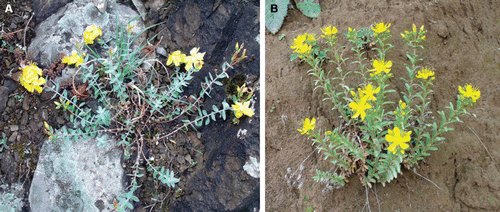Figure 1.  A view of Hypericum aviculariifolium subsp. depilatum var. depilatum (A) and Hypericum orientale (B) plants at flowering in their native habitats.