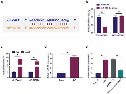 Figure 3. CircVMA21 competitively adsorbs miR-497-5p. (a): Prediction of binding site of circVMA21 and miR-497-5p via Bioinformatics website http://starbase.sysu.edu.cn/; (b): Verification of the targeting of circVMA21 with miR-497-5p via luciferase activity assay; (c): Validation of the binding of circVMA21 with miR-497-5p via RIP experiment; (d): Test of the influence of knockdown of circVMA21 on miR-497-5p in lung tissue of septic rats via RT-qPCR; (e): Examination of the impact of knockdown of circVMA21 on miR-497-5p in LPS-treated BEAS-2B cells via RT-qPCR; Representation of the data was as mean ± SD, N = 3; * P< 0.05.