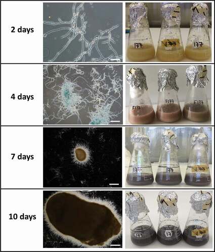 Figure 5. Development of microsclerotia in liquid fermentation. Scale bars: 100 µm