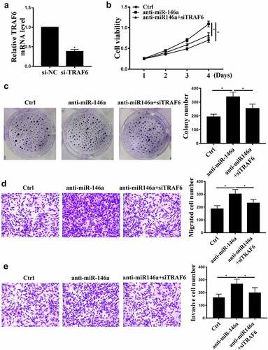 Figure 5. The effects of TRAF6 on GC. (a) TRAF6 mRNA levels after si-TRAF6 transfection were detected by qRT-PCR. (b) MKN-28 cell viability was detected by CCK-8 assay. (c) MKN-28 cell proliferation was detected by colony formation assay. (d), (e) MKN-28 cell invasion and migration were detected by Transwell assay. n = 3, * p < 0.05.