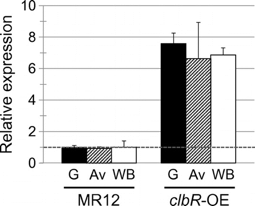 Fig. 2. qPCR analysis of clbR in MR12 and clbR-OE grown for 12 h in MM containing 1% D-glucose (solid bars), 1% Avicel (hatched bars), and 1% wheat bran (open bars).Notes: gpdA was used as an endogenous control in all samples. The level of clbR under the glucose condition in MR12 was assigned a value of 1 (broken line). The results shown are the means of three independent experiments, and the error bars indicate the standard deviations.