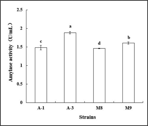 Figure 10. Amylase activity of strains. Note. Different letters indicate significant differences (P < 0.05).