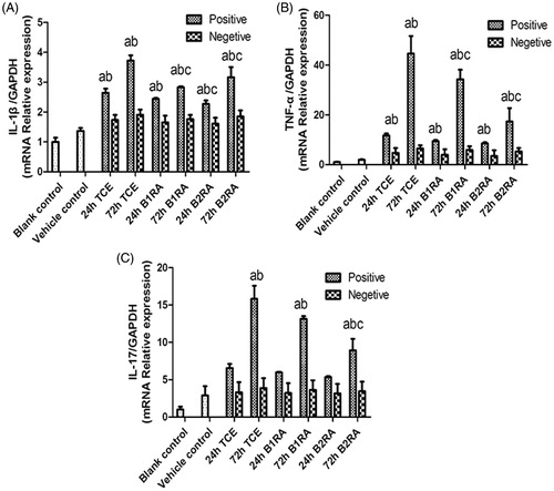 Figure 12. IL-1β, TNFα, and IL-17 gene expression in kidney. Value significantly different versus avehicle control, bcorresponding TCE-sensitization negative group, or ccorresponding TCE sensitization-positive group (each p < 0.05) (n = 52/48/48).