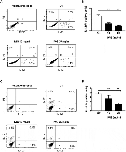 Figure 3. Inhibition of macrophage polarization by IVIG is associated with reduced intracellular expression of (A and B) IL-12 (M1 macrophages) and (C and D) IL-10 (M2 macrophages). Human monocyte-derived macrophages were treated (A and B) with LPS and IFN-γ either alone (Ctr) or along with IVIG (10 and 25 mg/ml) for 72 h (M1), or (C and D) with IL-13 and IL-4 either alone or along with IVIG (10 and 25 mg/ml) for 72 h (M2). The cells were then stimulated with phytohaemagglutinin-L for 18 h and with GolgiStop for additional 2 h. Representative dot-blots are presented in panels A and C. Data are presented as mean ± SEM from three to four independent donors. Statistical significance (**, p < .01) as analyzed by one-way ANOVA Tukey’s multiple comparison test. ns, not significant.