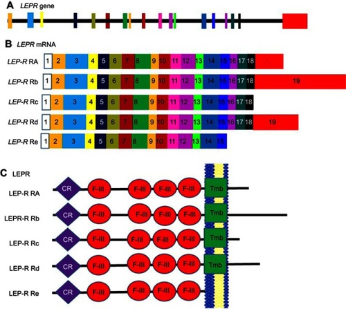 Figure 6 Alternate splicing of LepR-mRNA. Schematic figure representing leptin receptor splice variants. (A) Lep-r gene showing the exon structure, (B) Lep-r splice variants, showing the different isoforms. Exons are represented by numbered boxes. The different colours of the boxes corresponds to the position of each exon on the Lep-r gene in panel A. (C) Resulting LEP-R isoforms. Exon 17 encodes the transmembrane domain (green). The cytokine receptor domains (purple) and the fibronectin 3 domains (red) are found in all isoforms.