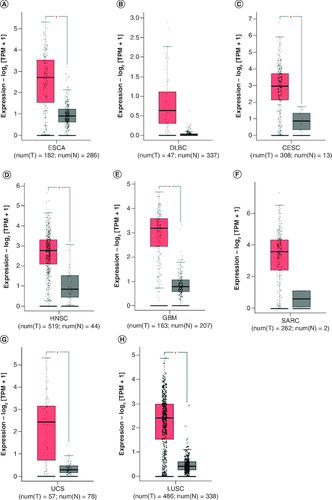 Figure 5. FOXD1 expression in seven types of cancer versus normal tissue.‘*’ |Log2Fold Change| >1 and p < 0.01. The red box plots represent FOXD1 expression in cancer tissues and the gray box plots represent FOXD1 expression in normal tissues.CESC: Cervical squamous cell carcinoma and endocervical adenocarcinoma; DBLC: Lymphoid neoplasm large B-cell lymphoma; ESCA: Esophageal cancer; HNSC: Head and neck squamous cell carcinoma; GBM: Glioblastoma multiforme; LUSC: Lung squamous cell carcinoma; SARC: Sarcoma; UCS: Uterine carcinosarcoma.