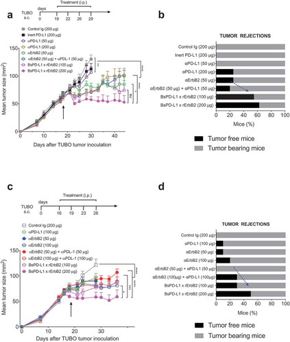 Figure 4. Treatment with BsPD-L1xrErbB2 bispecific antibody reduces tumor growth and increase tumor rejections. TUBO tumor cells (5 × 105 cells) were injected subcutaneously into Balb/c wild type mice, and treated with different concentrations of control Ig, anti-ErbB2 mAb (7.16.4), anti-PD-L1 mAb or BsPD-L1xrErbB2 bispecific antibody injected intraperitoneally on days 19, 22, 26 and 29 (a, b) or on days 16, 19, 23 and 26 (c, d). Mice were monitored for tumor growth and results are expressed as mean tumor area ± SEM. (b, d) Data is shown for the percentage of mice rejecting tumors/group (gray bars, tumor-bearing mice; black bars, tumor-free mice for at least 60 d). Arrow represents the day treatment was started. Statistical analysis was performed using two-way ANOVA Turkey’s multiple comparisons test at day 44 for A and day 28 for C (*, P < 0.05; **, P < 0.005; ***, P < 0.0005; ****, P < 0.0001; ns: not significant).