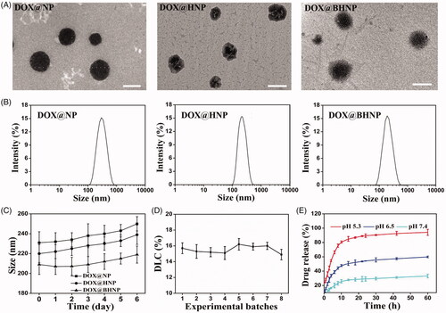 Figure 1. (A) TEM images of DOX@NP, DOX@HNP, and DOX@BHNP nanoparticles (scale bar: 200 nm). (B) Size distribution and (C) size change during the storage of different DOX-loaded nanoparticles as determined via DLS. (D) DLC (%) of DOX loaded in DOX@BHNP nanoparticles at different experimental batches. (E) In vitro release of DOX from the DOX@BHNP system in Tris–HCl solutions with different pH (5.3, 6.5, and 7.4). Error bars indicate S.D. (n = 3).