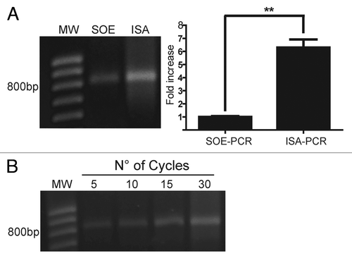 Figure 3. Assembly by ISA-PCR produces more scFv than SOE-PCR. The splicing by overlap extension PCR (SOE-PCR) and the independent strand amplification (ISA-PCR) methods were compared in terms of final scFv gene production. A) In the case of SOE-PCR, 50 ng of heavy and light variable chain amplicon were mixed with VIgKFor01 and IgGrevNheI primers and amplified for 30 cycles. For ISA-PCR, 50 ng of light chain PCR product was incubated with VIgKFor01 primer while the heavy chain PCR product was incubated with IgGrevNheI primer and 30 cycles of PCR were performed. Both single strand products were mixed and the assembly reaction performed using 30 cycles of annealing and extension. An aliquot of 10% of the assembly reaction was resolved by electrophoresis on a 1% w/v agarose gel. The amount of scFv gene produced was quantified as described in Material and Methods and the results were normalized using the mean scFv gene produced by SOE-PCR. Analysis represents the average of 3 independent assembly reactions. ** p < 0.05. B) scFv gene produced by ISA-PCR at different cycles during the assembly reaction. MW: 100bp DNA ladder.
