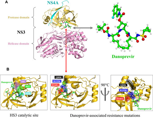 Figure 4 HCV NS3 protease catalytic sites and drug resistance mutations. (A) Crystal structure of HCV NS3/4A protease with its inhibitor danoprevir (PDB: 4B76, 5EQR). HCV NS3 protease, NS3 helicase, and the NS4A cofactor are colored by yellow, pink, and cyan, respectively. Crystal structure of danoprevir (PDB code: 5EQR). (B) NS3 catalytic site with three catalytic triad residues: H57, D81, and S139 (PDB code: 3SU0). Three amino acid substitutions (R155K, Q80K, D168A) associated with the drug resistance of danoprevir (PDB codes: 3SU0, 3SU1). Protein structures are visualized using the PyMOL V1.7 (https://pymol.org).