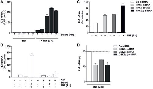 Figure 3 Effects of Stauro on TNF short-term incubation and involvement of GSK3. (A) Stauro increases IL-8 mRNA expression during TNF short-term incubation. THP-1 cells were incubated for 2 h ±80 ng/mL TNF in the presence of increasing doses of Stauro (0–16 nM, preincubation phase: 0.5 h). The IL-8 mRNA expression was determined by qPCR (triplicates, representative for at least 3 experiments; mean ± SD). (B) The effects of Stauro on TNF-stimulated IL-8 expression are blocked by a GSK3 inhibitor. THP-1 cells were incubated for 2 h ±80 ng/mL TNF, ±2.5 µM Kenpaullone (Ken; preincubation phase: 1 h), and ±20 nM Stauro (preincubation phase: 0.5 h). The IL-8 mRNA amounts were determined using qPCR (triplicates, representative for n=3; mean ± SD). (C) Short-term TNF-mediated expression of IL-8 is enhanced by PKC siRNA. HeLa cells were transfected overnight with scrambled (Co) siRNA or siRNA directed against PKCα, PKCβ, or both. Subsequently, cells were stimulated ±80 ng/mL TNF for 2 h or cultivated in medium and IL-8 expression was monitored (triplicates, representative for n=3 using different siRNAs; mean ± SD). (D) TNF-mediated expression of IL-8 is reduced by GSK3 siRNA. HeLa cells were transfected overnight with Co siRNA or siRNA directed against GSK3α, GSK3β, or both. Subsequently, cells were stimulated ±80 ng/mL TNF for 2 h. TNF-induced IL-8 expression in Co siRNA-transfected cells was set as 100% (triplicates, representative for n=3; mean ± SD).