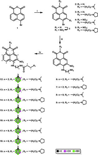 Scheme 1. Modification of 4-carboranyl-3-nitro-1,8-naphthalimide derivatives with ortho-/meta-carborane via the formation of the amide bond. i. N,N-dimethylethylenediamine, EtOHabs, 2 h, 45 °C (for 2); N-(2-aminoethyl)pyrrolidine, EtOHabs, 2 h, 45 °C (for 3); ii. NaNO3, H2SO4conc, 1 h at 0 °C, 3 h at rt; iii. ethane-1,2-diamine, EtOHabs, 2 h, reflux (for 6 and 7); hexane-1,6-diamine, EtOHabs, 2 h, reflux (for 8 and 9); iv. 3–(1,2-dicarba-closo-dodecaboran-1-yl)propionic acid (10), PyBOP, TEAanh, CH2Cl2anh, 2–5 h, rt (for 12, 14, 16, and 18); 3–(1,7-dicarba-closo-dodecaboran-1-yl)propionic acid (11), PyBOP, TEAanh, CH2Cl2anh, 2–5 h, rt (for 13, 15, 17, and 19).