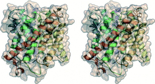 Figure 1.  Stereo representation of the monomer of Amt-1 from A. fulgidus (PDB accession code). Eleven α-helices cross the membrane. The protein is displayed in cartoon representation, with the protein chain coloured from blue at the N-terminus on the extracellular side (top) to red at the C-terminus on the cytoplasmic side (bottom).