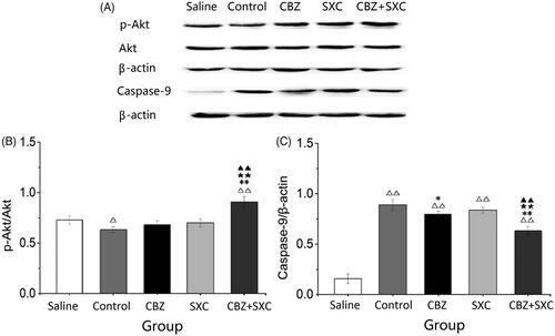 Figure 3. Effects of SXC and its combined administration with CBZ on the expression of p-Akt, Akt and caspase-9 in the hippocampus of each group. (A) Western blotting was performed to evaluate the protein expression of p-Akt, Akt and caspase-9. β-actin was used as an internal control. (B and C) Densitometry analysis was performed with Image J software. Results are presented as means ± SEM. △p < 0.05, △△p < 0.01 vs. saline group; *p < 0.05, **p < 0.01 vs. control group; ★★p < 0.01 vs. CBZ group; ▲▲p < 0.01 vs. SXC group (n = 6 per group).