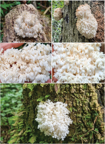 Figure 2. Plates a–e showing the macro features of Hericium ophelieae basidiomes in the field (10 cm to 30 cm in width), at varying stages of development (Photographs: P. Herrmann).