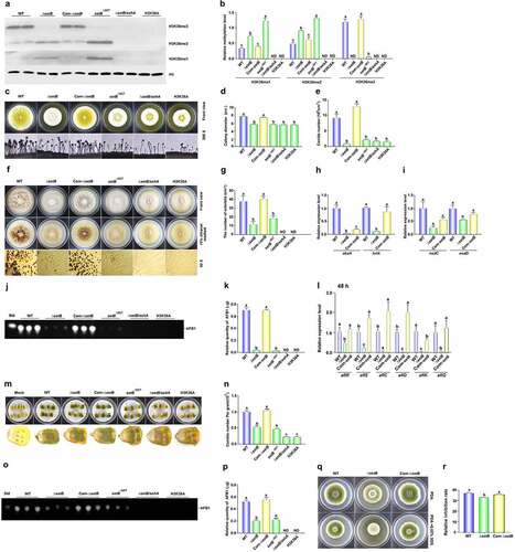 Figure 3. The bio-function of SetB in the methylation of H3K36, and the role of SetB in the development, AFB1 biosynthesis and virulence of A. flavus. (a) Western-blotting analysis on the bio-function of setB gene, SET domain, and the interaction of setB and ashA genes in the methylation of H3K36. (b) the histogram showing the relative 1–3 methylation levels of H3K36 according to the results of western-blotting analysis. (c) the fungal strains, including ΔsetB, WT, Com-setB, setBΔSET,ΔsetB/ashA, and H3K36A, were inoculated on PDA media under 37°C in the dark for 4 d. (d) Colony diameter comparison among ΔsetB, WT, δsetb-Com, setBΔSET,ΔsetB/ashA, and H3K36A fungal strains. (e) the comparison of conidia numbers produced by above fungal strains on PDA media under 37°C for 4 d. (f) the sclerotia were formed by WT, ΔsetB and Com-setB strains on CM media under 37°C in the dark for 7 d. (g) Histogram showing the statistical analysis results on the role of SetB, SET domain, and the interaction of SetB and AshA in sclerotia formation. (h) Expression levels of abaA and brlA genes among ΔsetB, WT, Com-setB strains at 48 h. The fungal strains were inoculated in PDB media under 37°C in the dark. (i) Relative expression level of nsdC and nsdD genes among ΔsetB, WT, Com-setB strains at 48 h. The fungal strains were inoculated in liquid CM media under 37°C in the dark. (j) the productions of AFB1 were monitored by TLC after above strains cultured in liquid YES media under 28°C in the dark for 6 d. (k) the relative mycotoxin productions were shown with histogram according to the results from panel J. (l) qRT-PCR analysis was carried out on orthodox AFB1 biological synthesis pathway genes after above fungal strains were cultured in liquid YES media under 28°C for 48 h. (m) the colonization of setB, WT, δsetb-Com, setBΔSET,ΔsetB/ashA, and H3K36A fungal strains on the surface of maize kernels after 7 d incubation under 28°C. (n) the histogram showing the amount of conidia produced on the surface of maize kernels. (o) TLC analysis of AFB1 produced on these maize kernels colonized by above fungal strains. (p) the histogram showing the production of AFB1 in these A. flavus infected host kernels, according to the result from panel O. (q) Point inoculated cultures of A. flavus WT, ΔsetB, and Com-setB strains in PDA+0.02% SDS under 37°C in the dark for 4 d. (r) Relative inhibition rate of SDS to A. flavus WT, ΔsetB, and Com-setB strains on the 4th d. Relative inhibition rate = (diameter of the colony without inhibitor - diameter of the colony with inhibitor)/diameter of the colony without inhibitor.