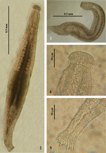 Figures 2–5 Photographs ofParotoplana rosignana sp. nov. in vivo: 2–3, living animals; 4, Anterior end; 5, Posterior end.
