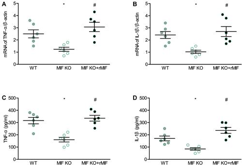 Figure 8 Effects of MIF deficiency and exogenous recombinant MIF replenishment on inflammatory mediators in cultured peritoneal macrophages from mice. (A) TNF-α, and (B) IL-1β mRNA levels measured with qPCR. (C) TNF-α, and (D) IL-1β secretion levels measured with ELISA. For each group, n = 6. *P < 0.05 vs the WT group, #P < 0.05 vs the MIF KO group.